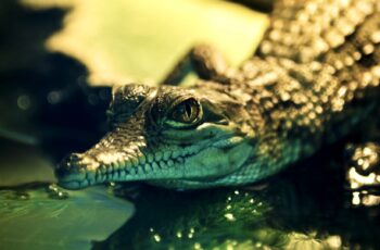 What These Alligators Do Will Shock You. But Definitely Not In The Way You Would Expect. Weird