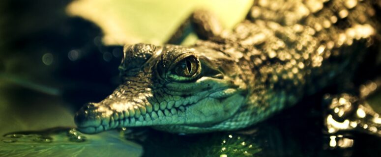 What These Alligators Do Will Shock You. But Definitely Not In The Way You Would Expect. Weird