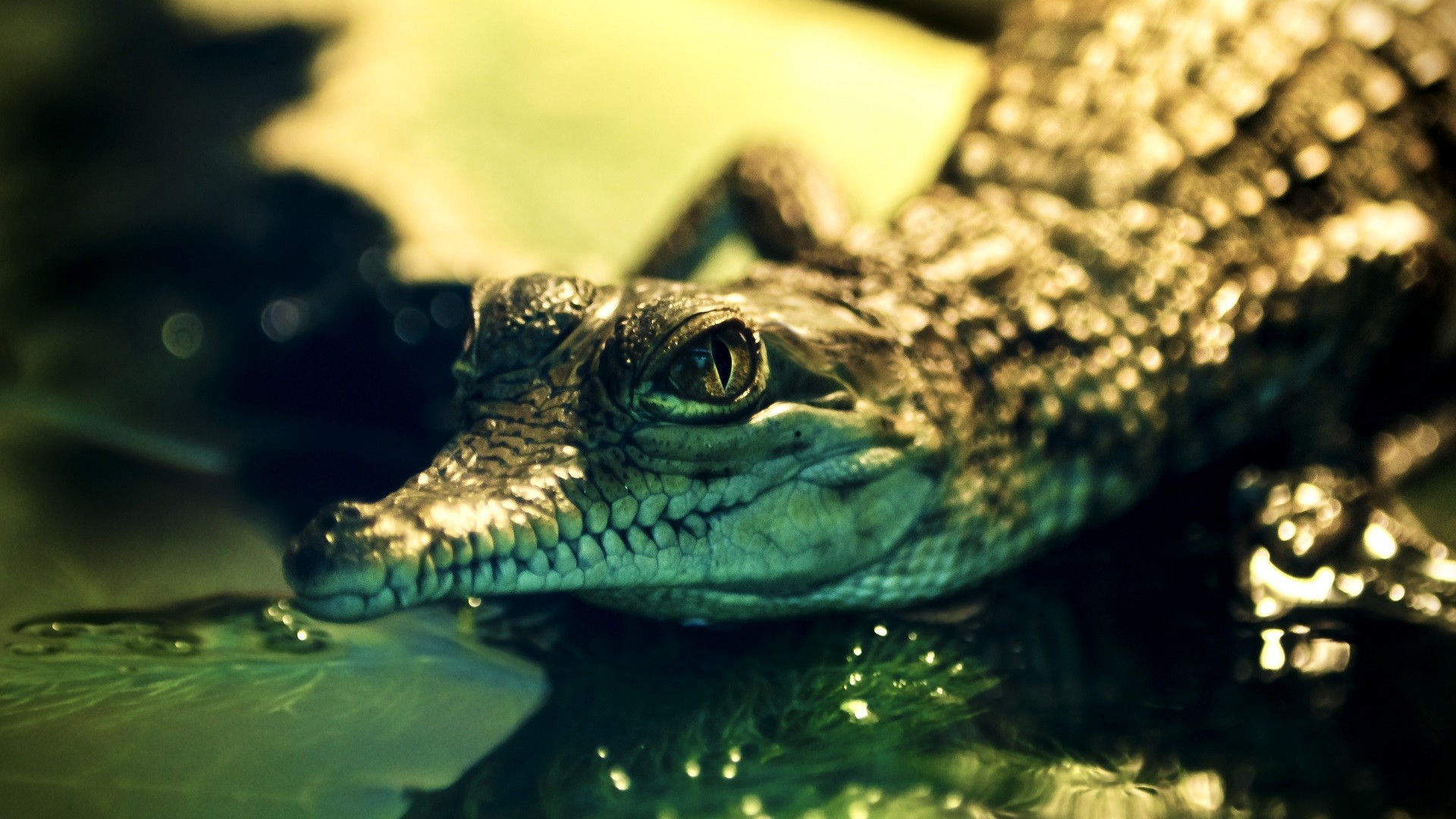 What These Alligators Do Will Shock You. But Definitely Not In The Way